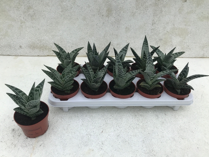 <h4>ALOE VARIEGATA</h4>