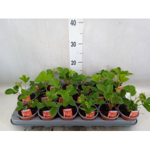 Fragaria ananassa 'Elsanta'