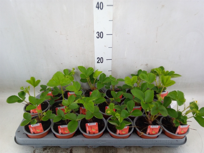 <h4>Fragaria ananassa 'Elsanta'</h4>
