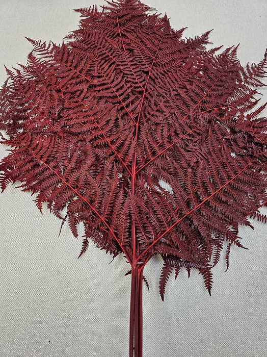 <h4>GESTABILISEERD VAREN DONKER ROOD</h4>