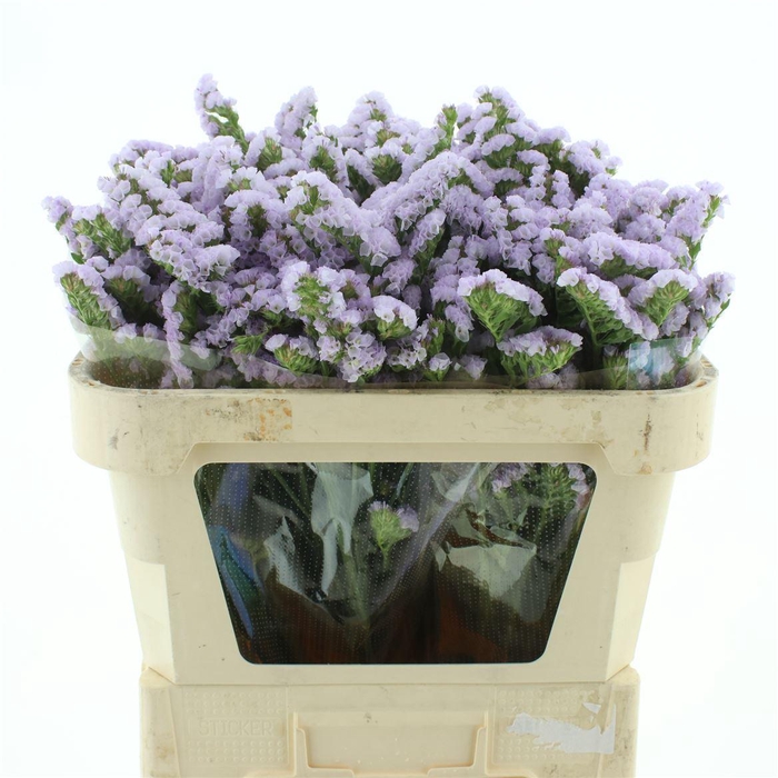 <h4>Limonium St Milka Birds X50</h4>