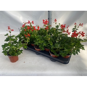 PEL PELT DECORA ROOD
