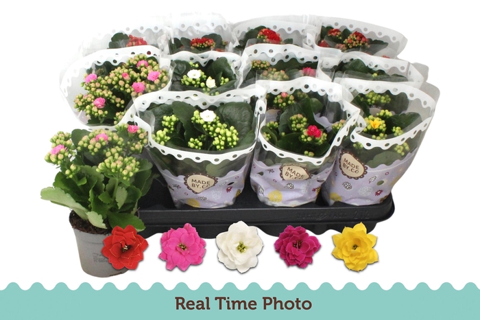 <h4>KAL GE GEM 5 KL</h4>