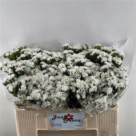 <h4>Lim S Wh Starl Wings</h4>