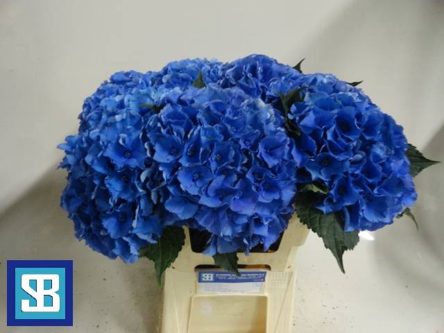 <h4>HYDR M ROYAL PARADE</h4>