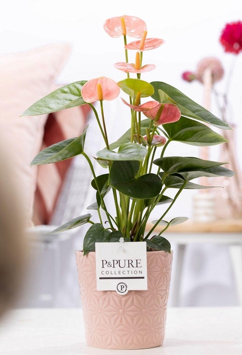 <h4>Anthurium pink (Spirit) in P&PURE Juliette cer. pink</h4>
