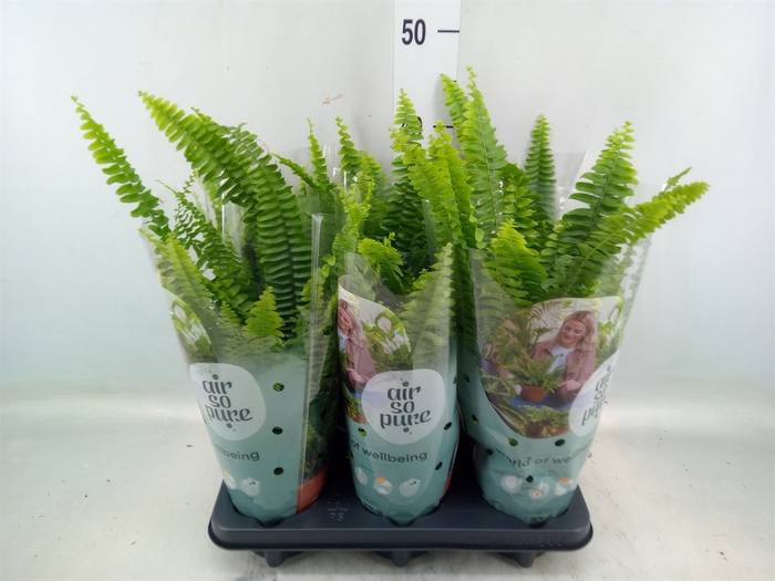 <h4>Nephrolepis exal. 'Green Lady'</h4>