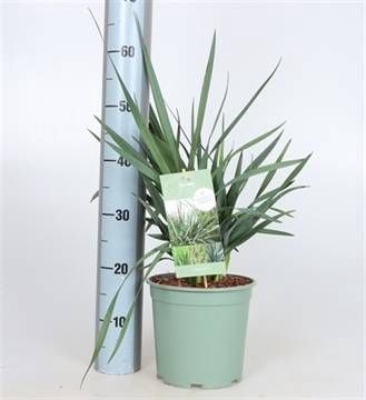 <h4>DIANELLA CAERULEA</h4>