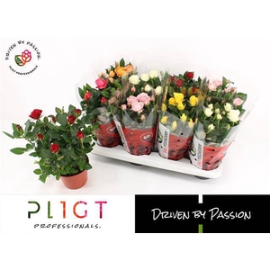 ROSA AMOROSA MIX P14