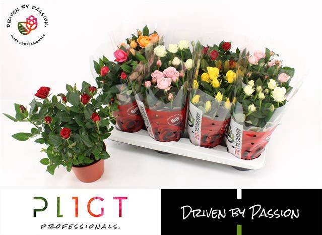 <h4>ROSA AMOROSA MIX P14</h4>