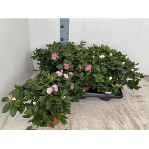 RHODO SI VOGEL GEM