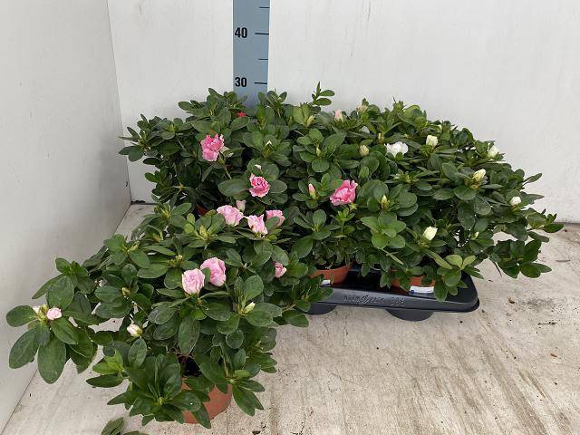 <h4>RHODO SI VOGEL GEM</h4>