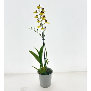 ONCIDIUM OV