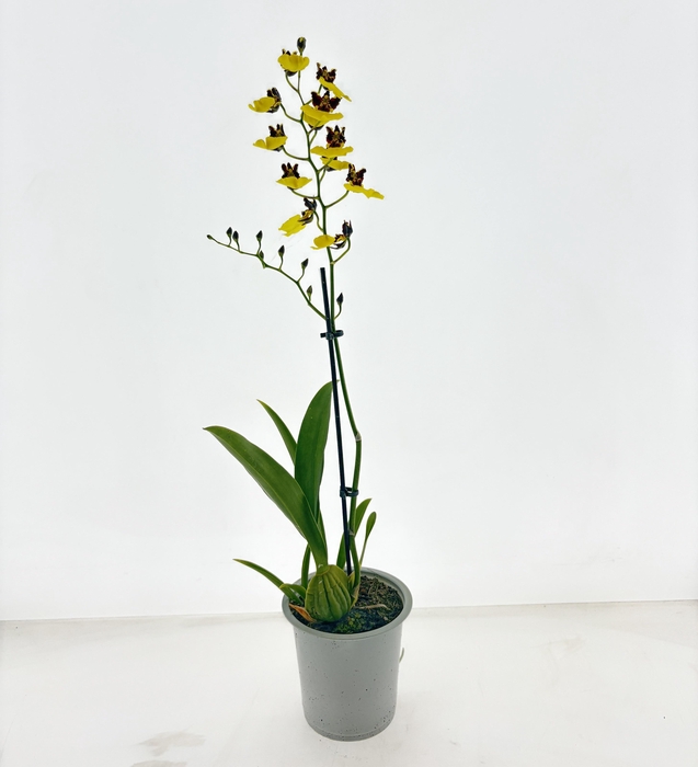 <h4>ONCIDIUM OV</h4>