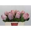 Protea Cynaroides