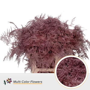 Asparagus Extra V Rose Goud