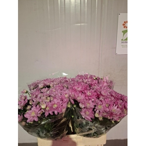 CHR T BALTICA PINK