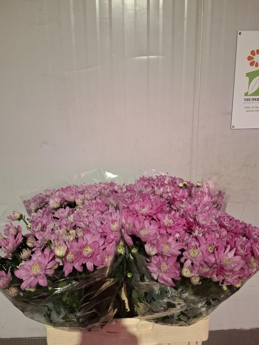 <h4>CHR T BALTICA PINK</h4>