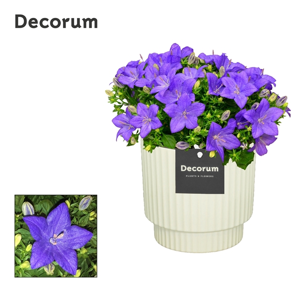 <h4>Campanula 'Napoli' Decorum Ivy</h4>