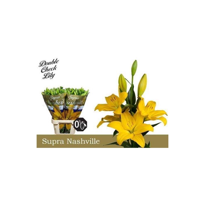 <h4>Li La Nashville</h4>