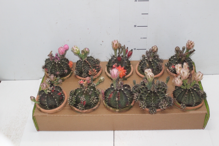 <h4>CACTUS GYMNOCALYCIUM MIHANOVICHII VB C08</h4>