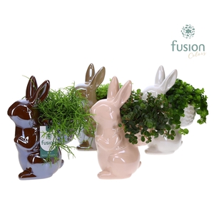 Haas keramiek Medium 3 glanzende kleuren met arrangement