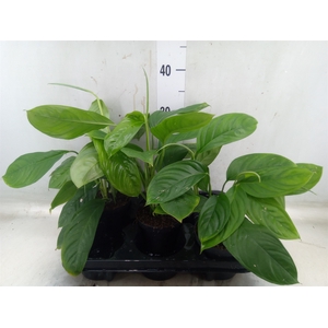 Monstera obliqua 'Leichtlinii'