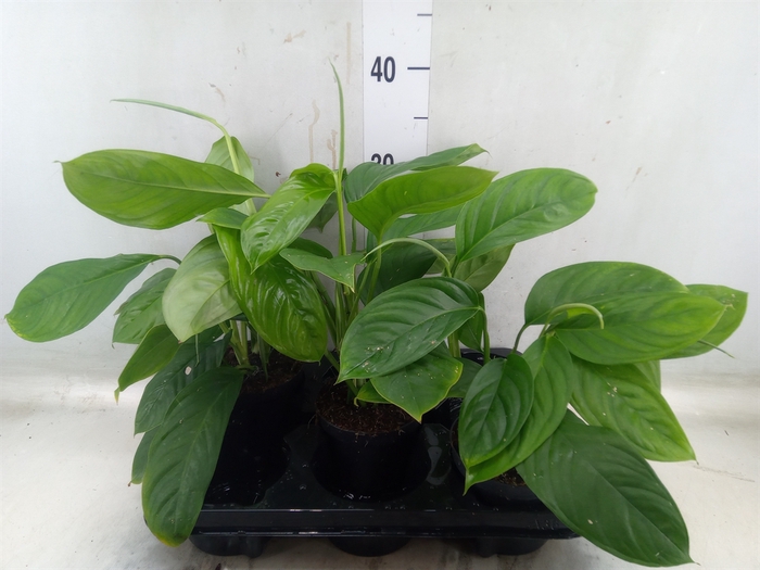 <h4>Monstera obliqua 'Leichtlinii'</h4>