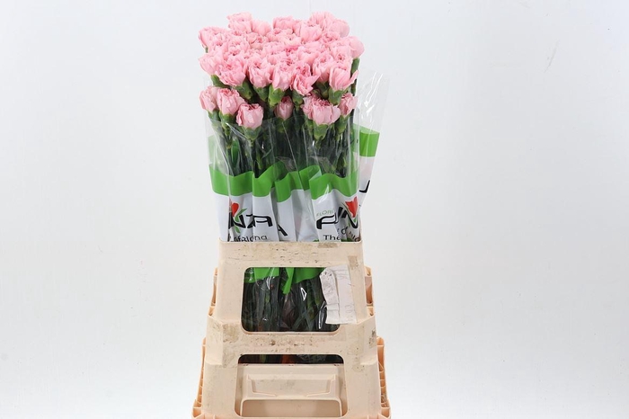 <h4>Di St Pink Cute</h4>