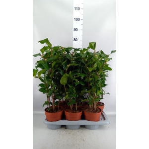 Camellia japonica 'Dr King'