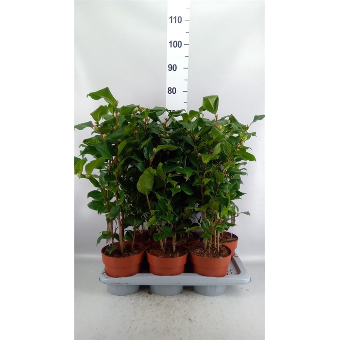 <h4>Camellia japonica 'Dr King'</h4>