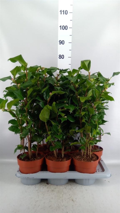 Camellia japonica 'Dr King'