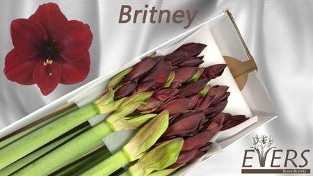 <h4>Hipp Ga Britney X12</h4>