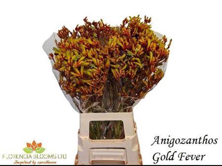 <h4>Anigoz Gold Fever</h4>