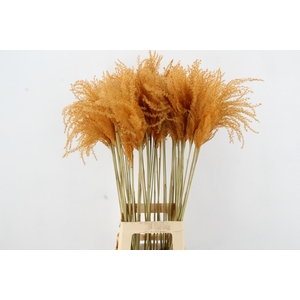 DF Miscanthus 90cm Apricot