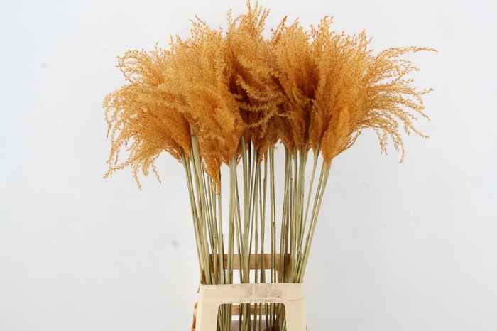 <h4>DF Miscanthus 90cm Apricot</h4>