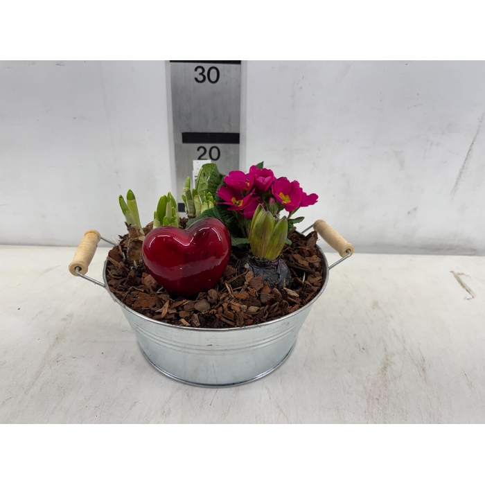 <h4>ARR PL IN SCHAAL</h4>