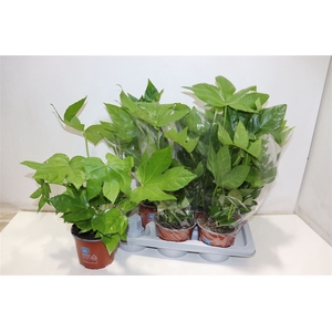 Fatsia Ov