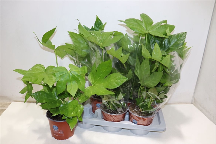 <h4>Fatsia Ov</h4>