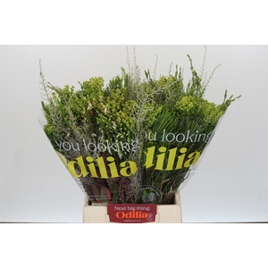 BQ Cape Greenmix