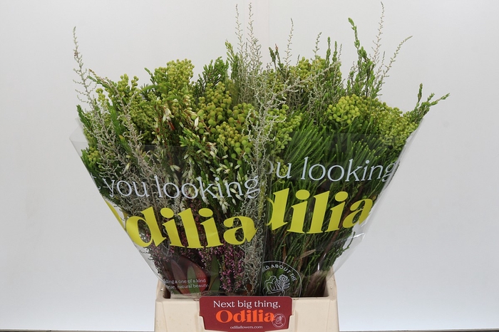 <h4>BQ Cape Greenmix</h4>