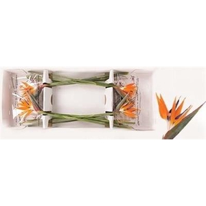 STRELITZIA BLOEM x6 vWinden