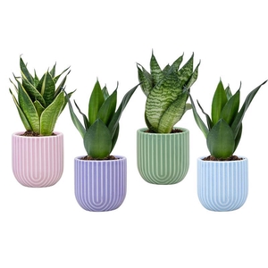 SANSEVIERIA TRIFASCIATA p6