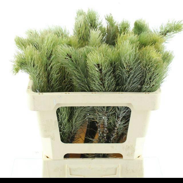 <h4>ASPALATHUS SP</h4>