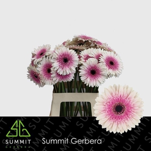 Gerbera Lisandra Water x40 Lang