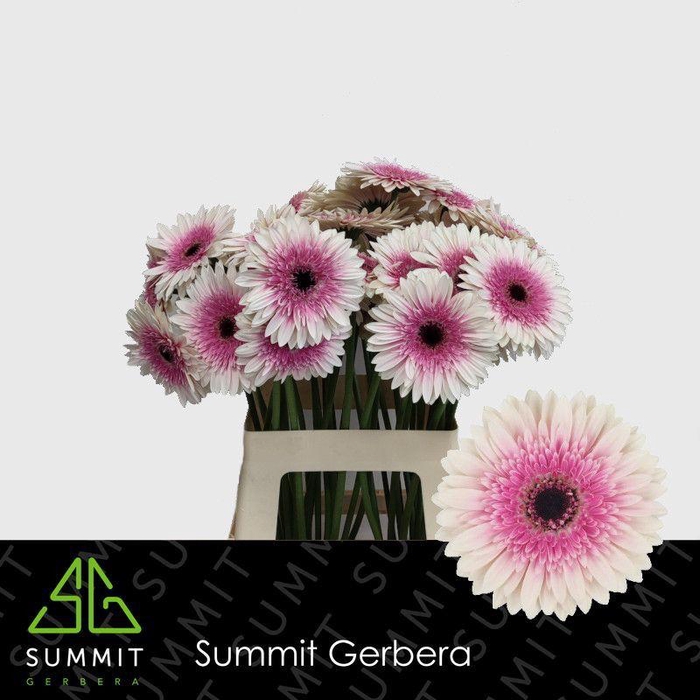 <h4>Gerbera Lisandra Water x40 Lang</h4>