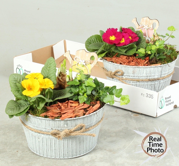 <h4>ARR TUINPLANTEN</h4>