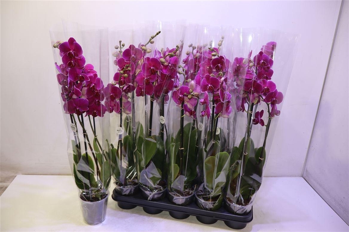 <h4>Phal Ov Purple</h4>