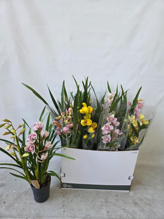 <h4>CYMB GEMENGD</h4>