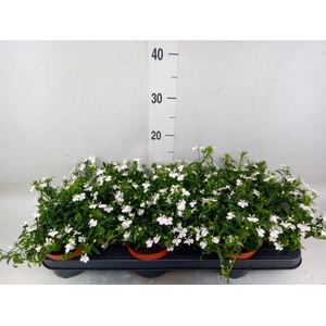 Lobelia  'Curacao White Minibasket'